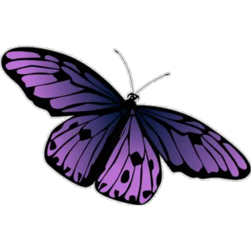 🦋MARIPOSAS BONITAS🦋 