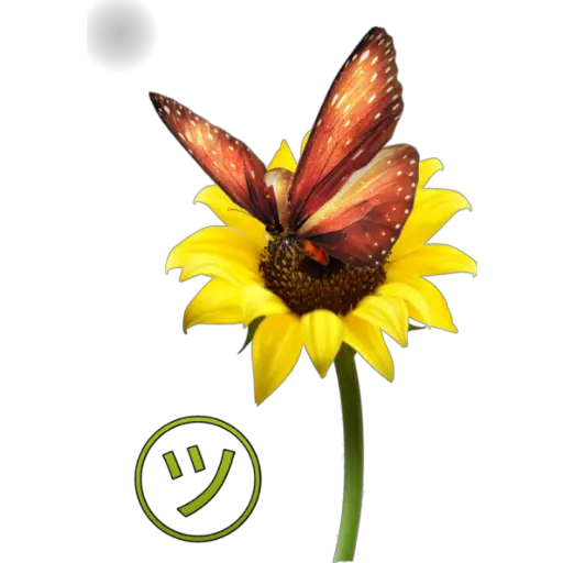 🦋MARIPOSAS BONITAS🦋 