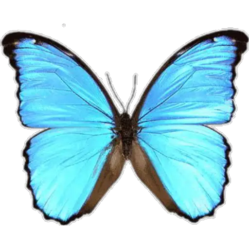 🦋MARIPOSAS BONITAS🦋 
