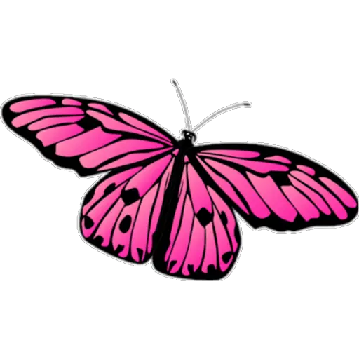 🦋MARIPOSAS BONITAS🦋 