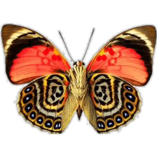 🦋MARIPOSAS BONITAS🦋 