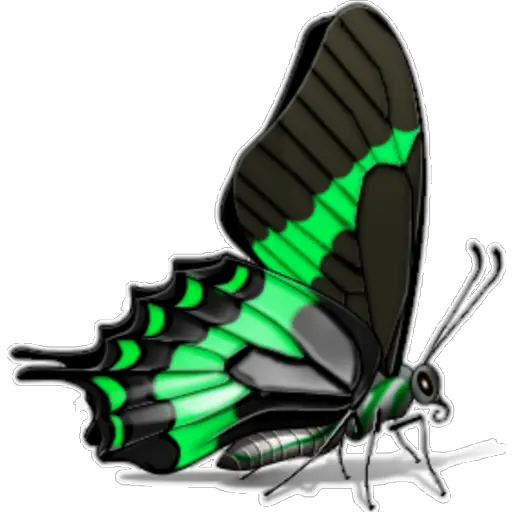 🦋MARIPOSAS BONITAS🦋 