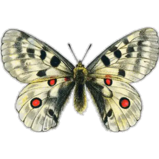 🦋MARIPOSAS BONITAS🦋 
