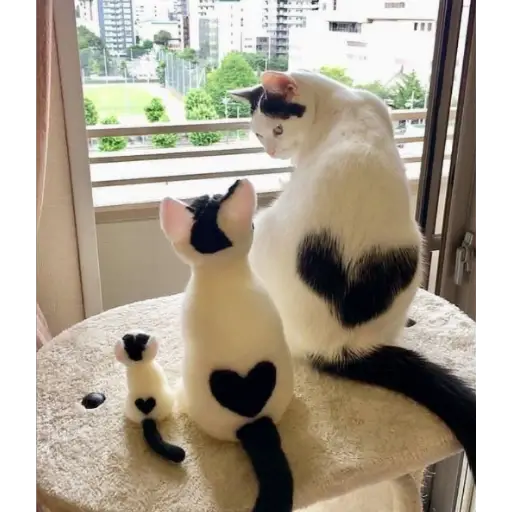 gatos divertidos 🎭🎭🎭