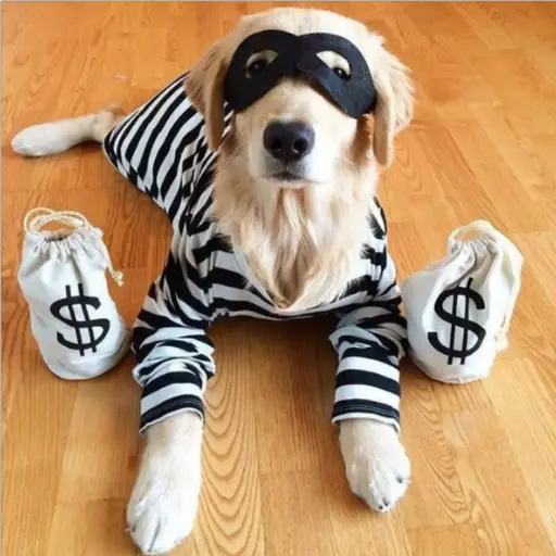gatos divertidos 🎭🎭🎭