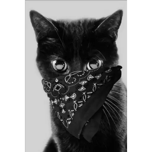 gatos divertidos 🎭🎭🎭
