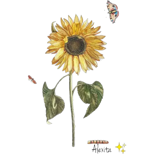 Girasoles ✨🌻 