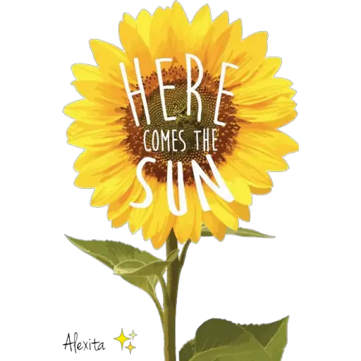 Girasoles ✨🌻 