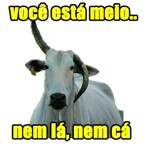 Memes Frases 5 sticker 20