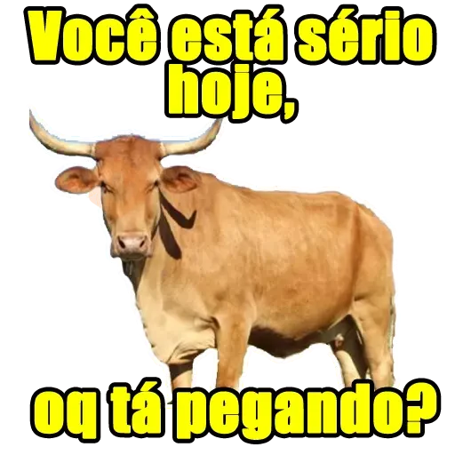 Memes Frases 5 sticker 11