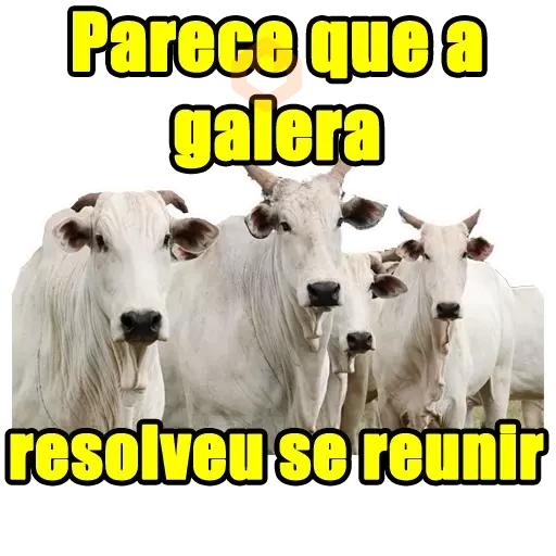 Memes Frases 5 sticker 16