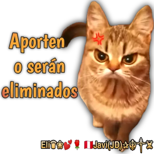 Cats Reactions 🐈 
