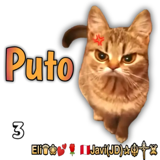 Cats Reactions 🐈 
