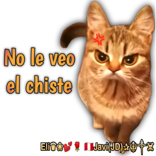 Cats Reactions 🐈 