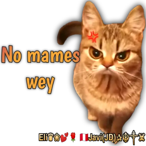 Cats Reactions 🐈 