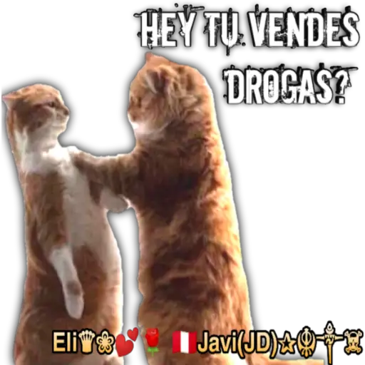 Cats Reactions 🐈 