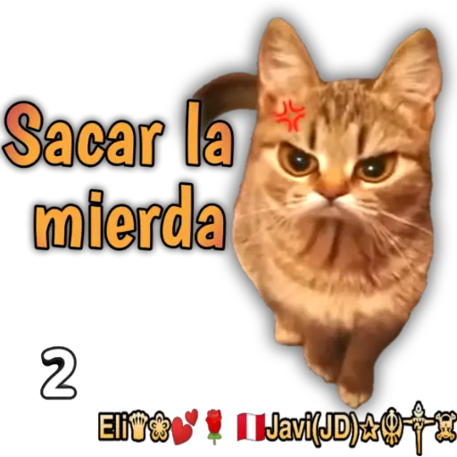 Cats Reactions 🐈 