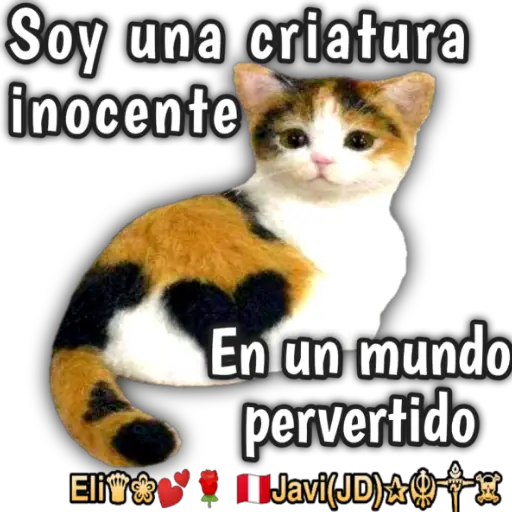 Cats Reactions 🐈 