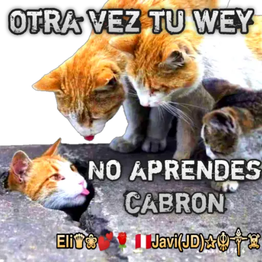 Cats Reactions 🐈  preview