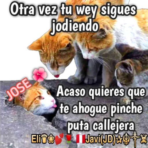 Cats Reactions 🐈 