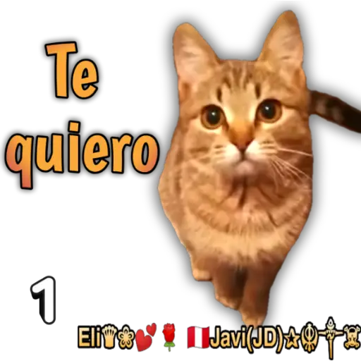 Cats Reactions 🐈 