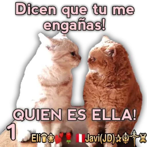 Cats Reactions 🐈 