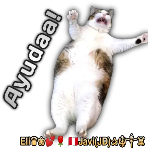 Cats Reactions 🐈 