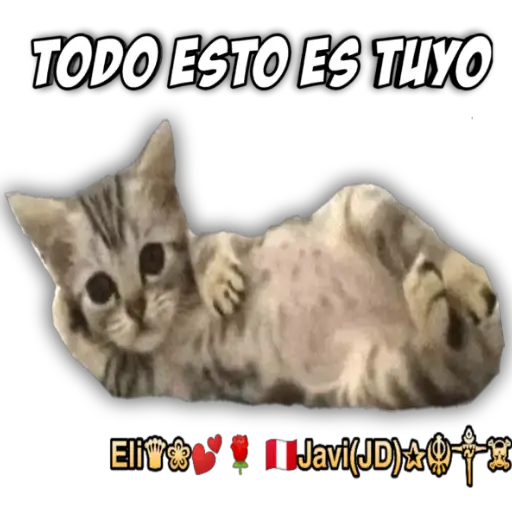 Cats Reactions 🐈 