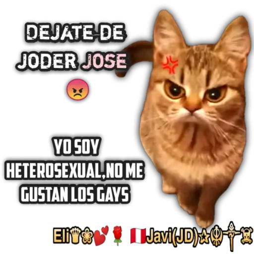 Cats Reactions 🐈 