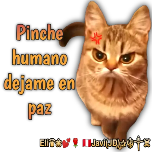 Cats Reactions 🐈 