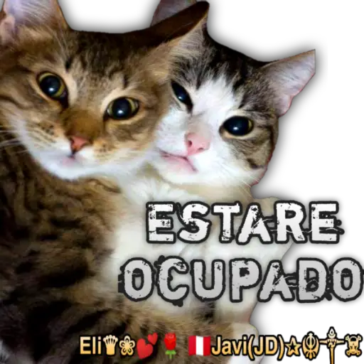 Cats Reactions 🐈 