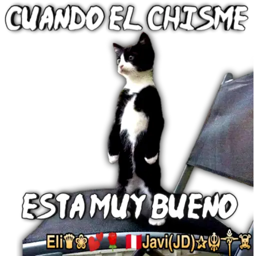 Cats Reactions 🐈 