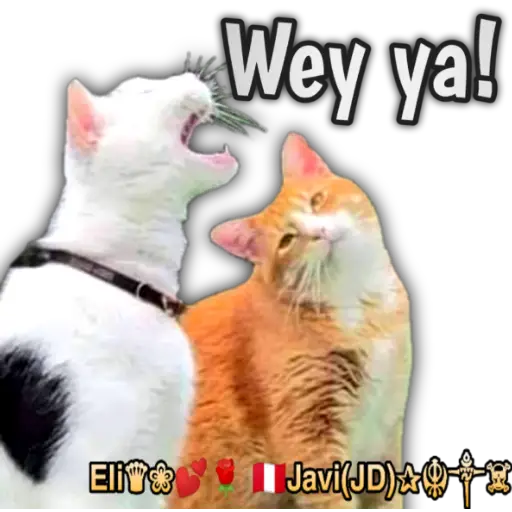 Cats Reactions 🐈 