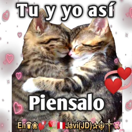 Cats Reactions 🐈 