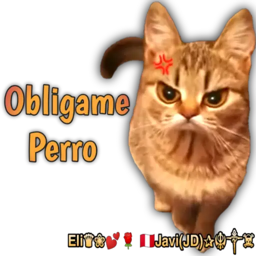 Cats Reactions 🐈 