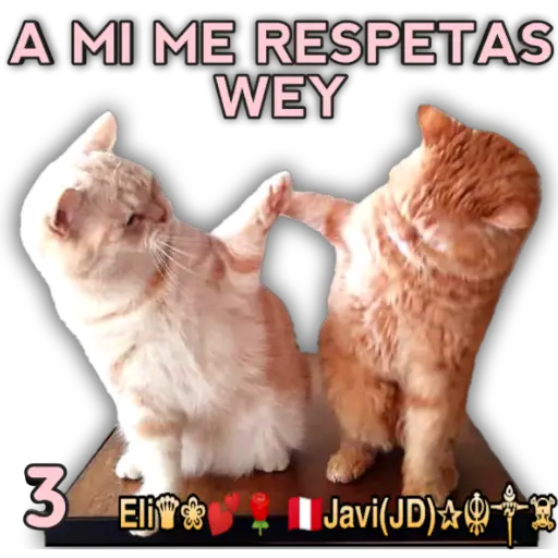 Cats Reactions 🐈 
