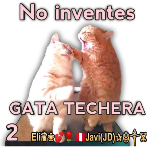 Cats Reactions 🐈 