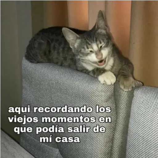 Frases UwU 