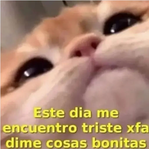 Frases UwU 
