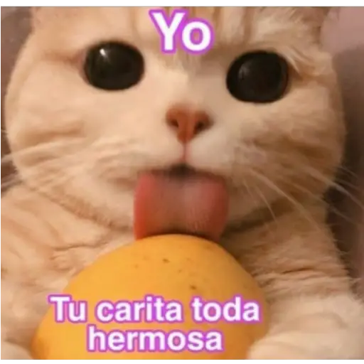 Frases UwU 
