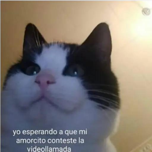 Frases UwU 