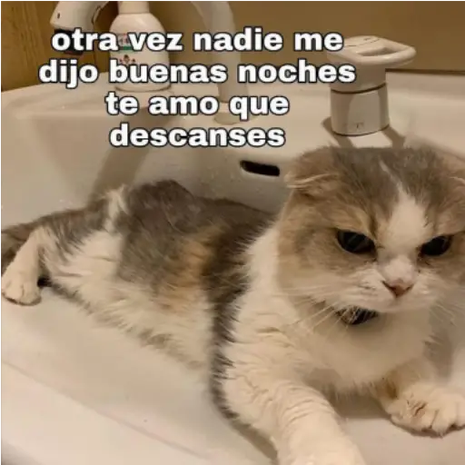 Frases UwU  preview