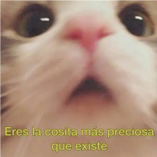 Frases UwU 
