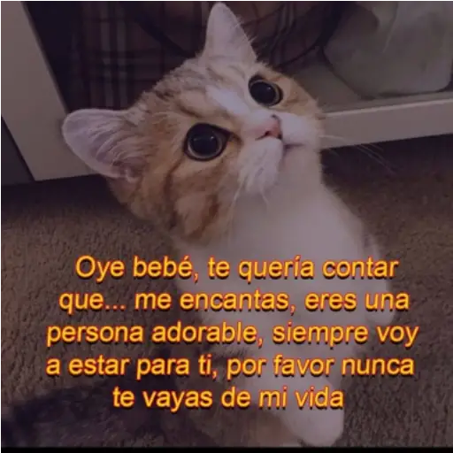 Frases UwU 