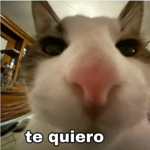 Frases UwU 
