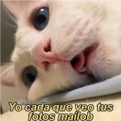 Frases UwU 