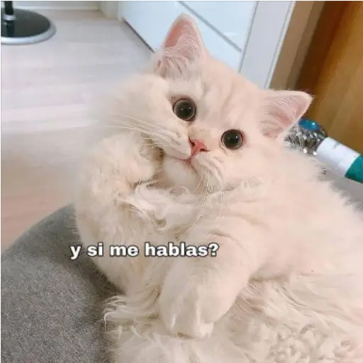 Frases UwU 
