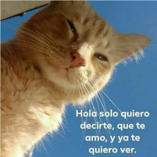 Frases UwU 