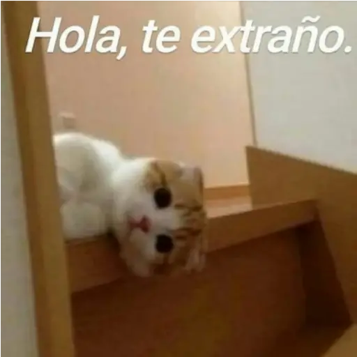Frases UwU 