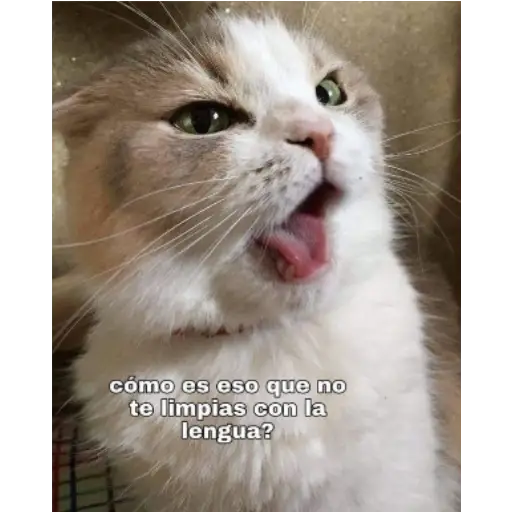 Frases UwU 